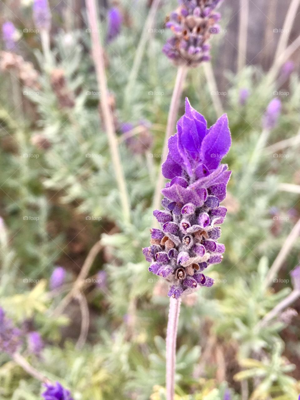 Purple lavender flower 