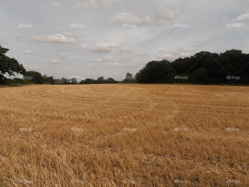 Wheat Field