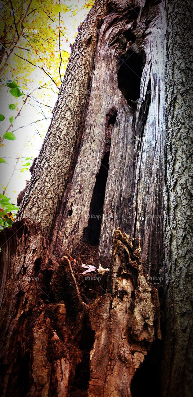 Hollow tree stump