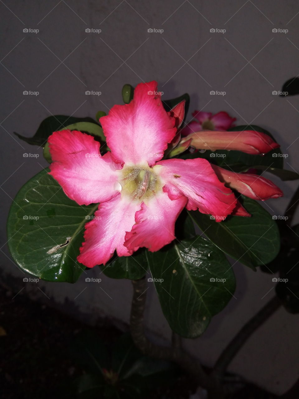 Flower, No Person, Nature, Leaf, Flora