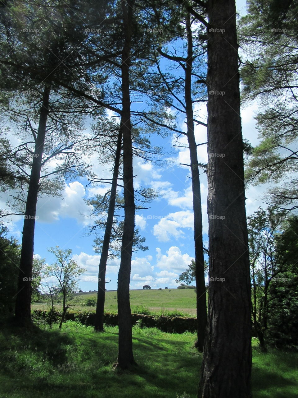 Stockhill woods