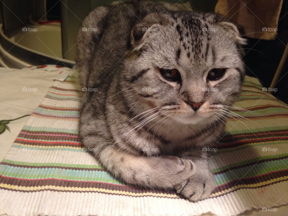 cute Scottish fold kitten