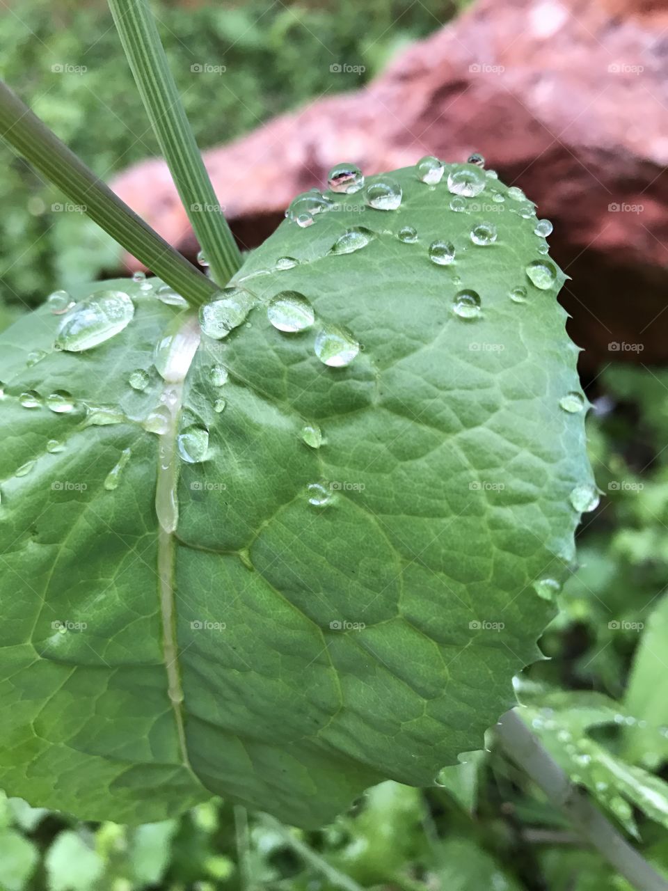 Water drops on a green leaf after a rainy day 🌧