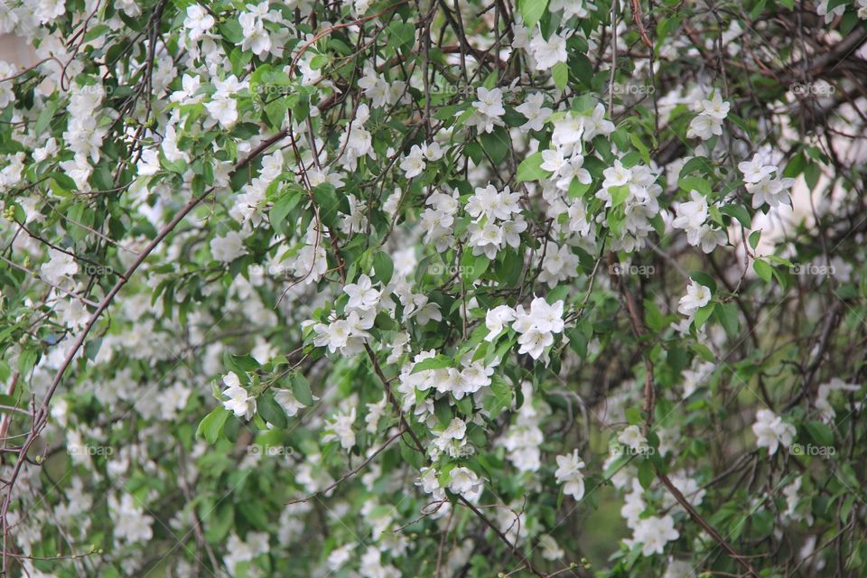 White fresh flowers 