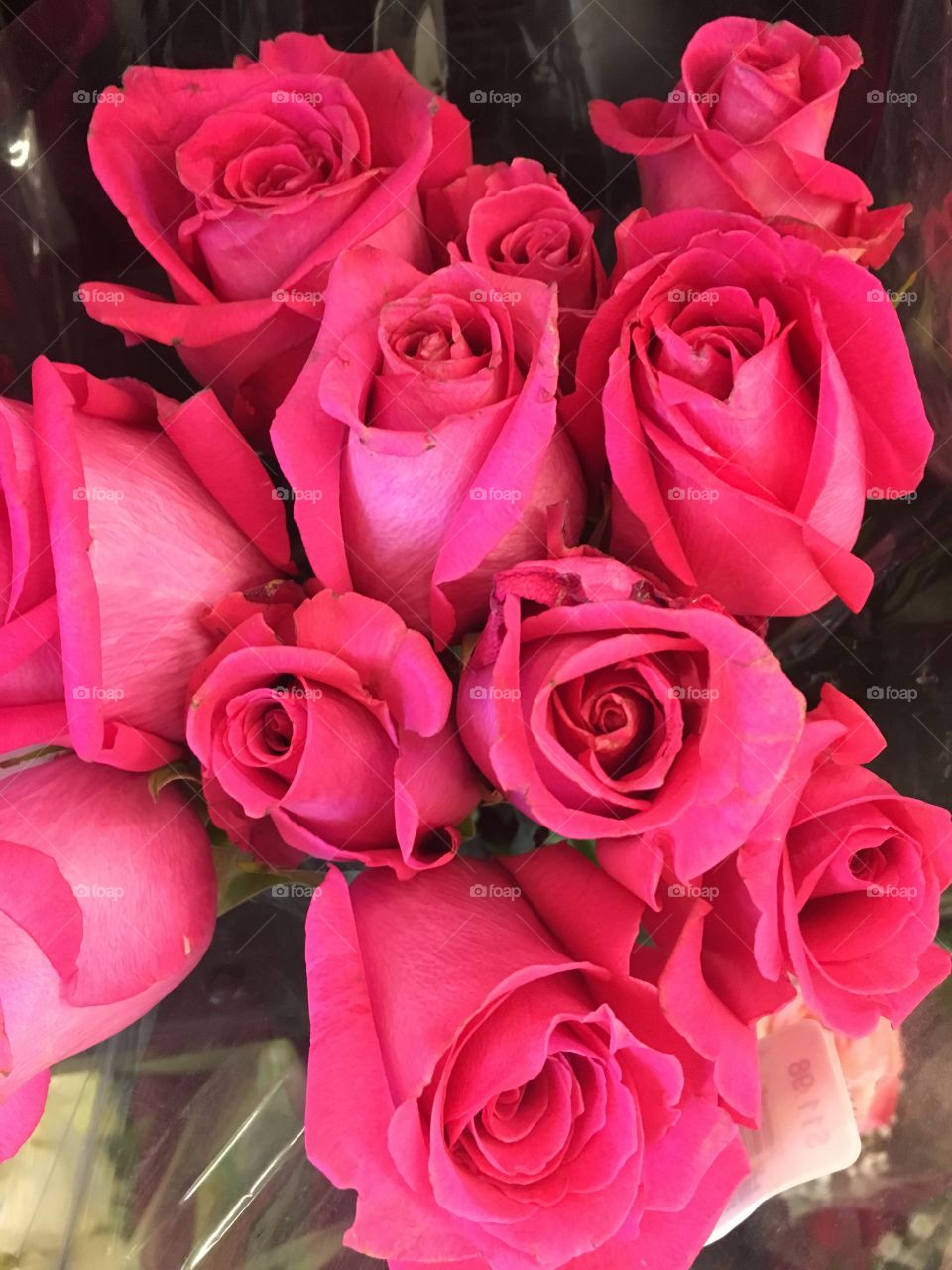 Rosy rose