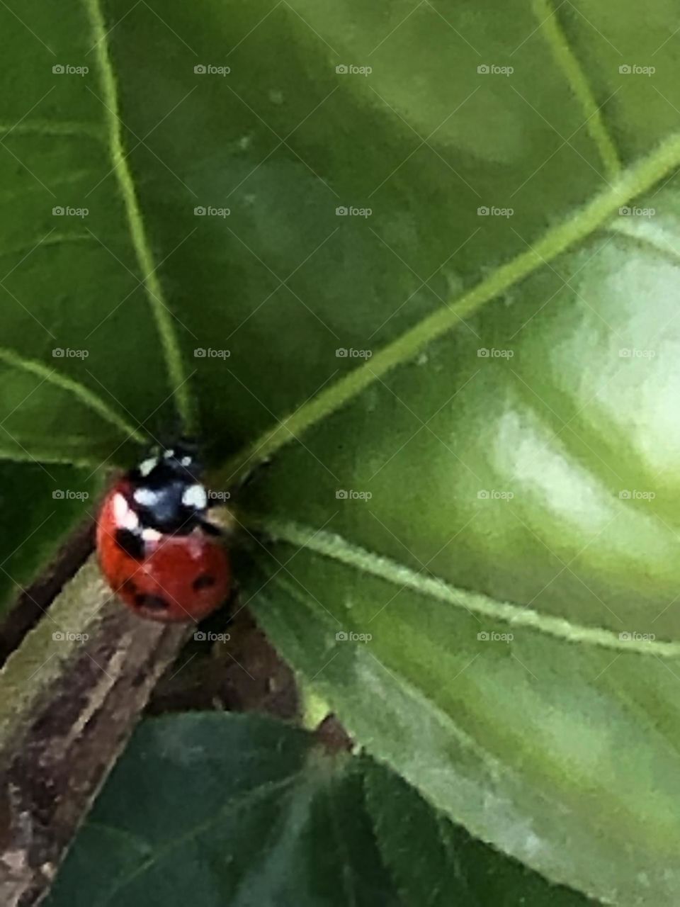 Beautiful ladybug on a green leaves in spring 