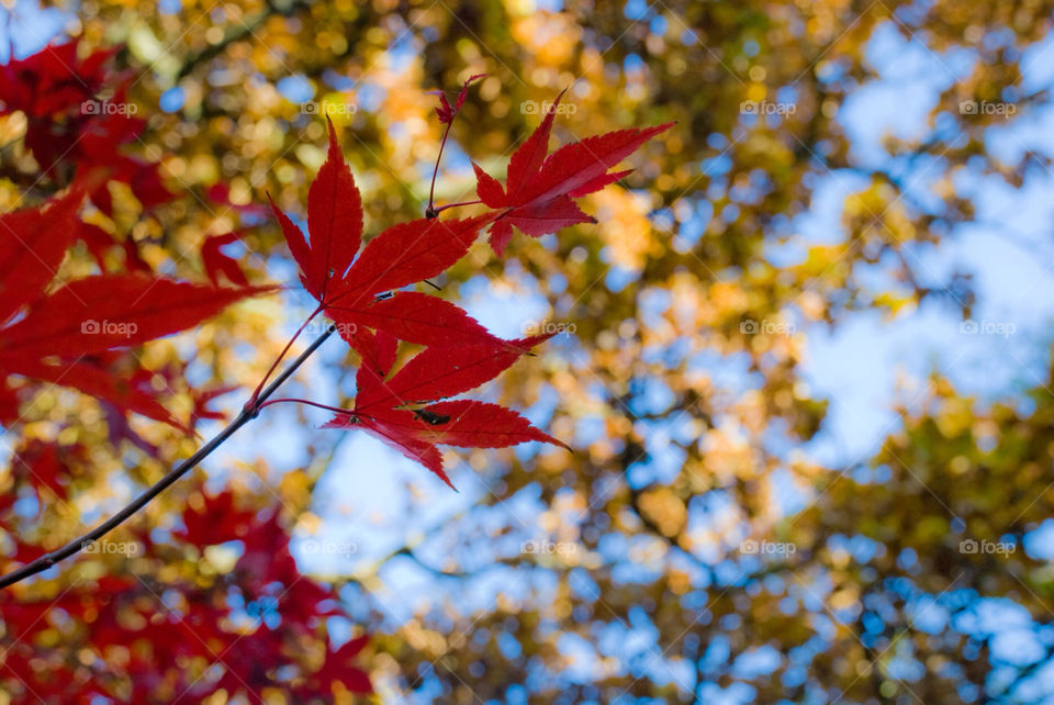 tree sunny leaf fall by jbdc