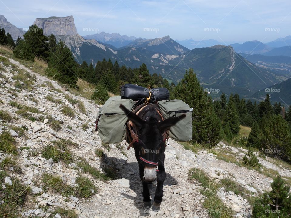 Eselwandern, Esel, Wandern mit Esel, Gepäckträger, Gepäck, Donkey