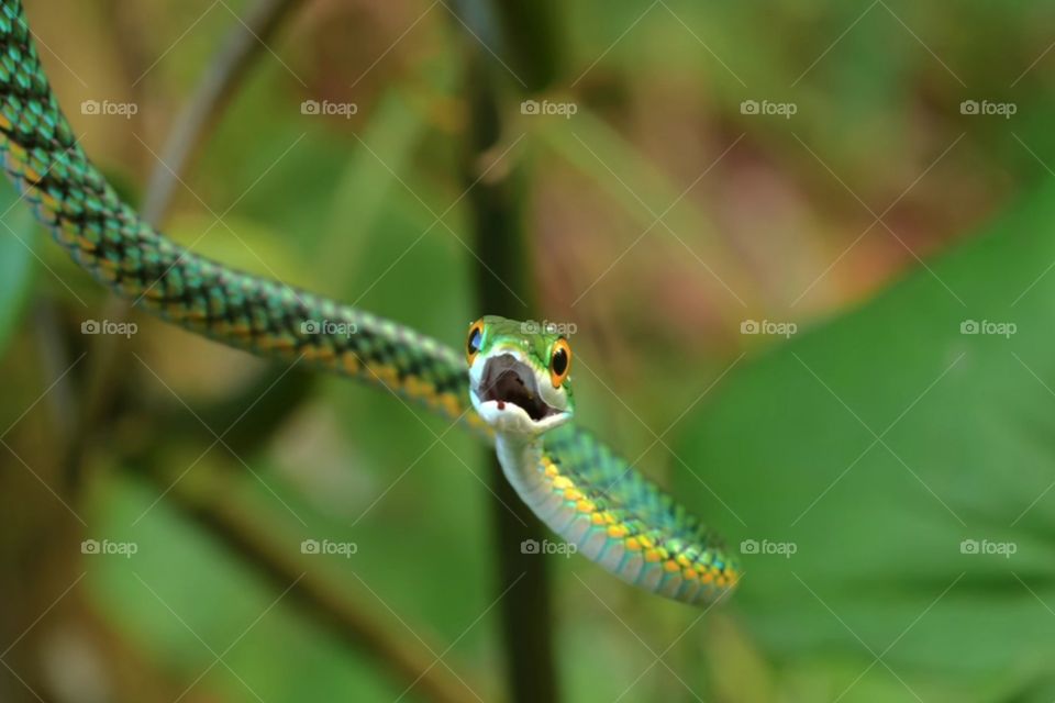 green snake