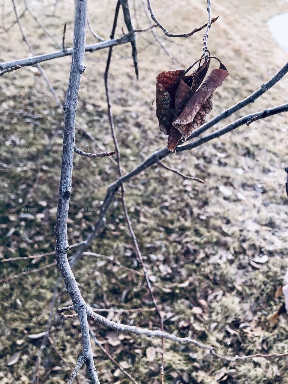 Leaf hanging onto branch