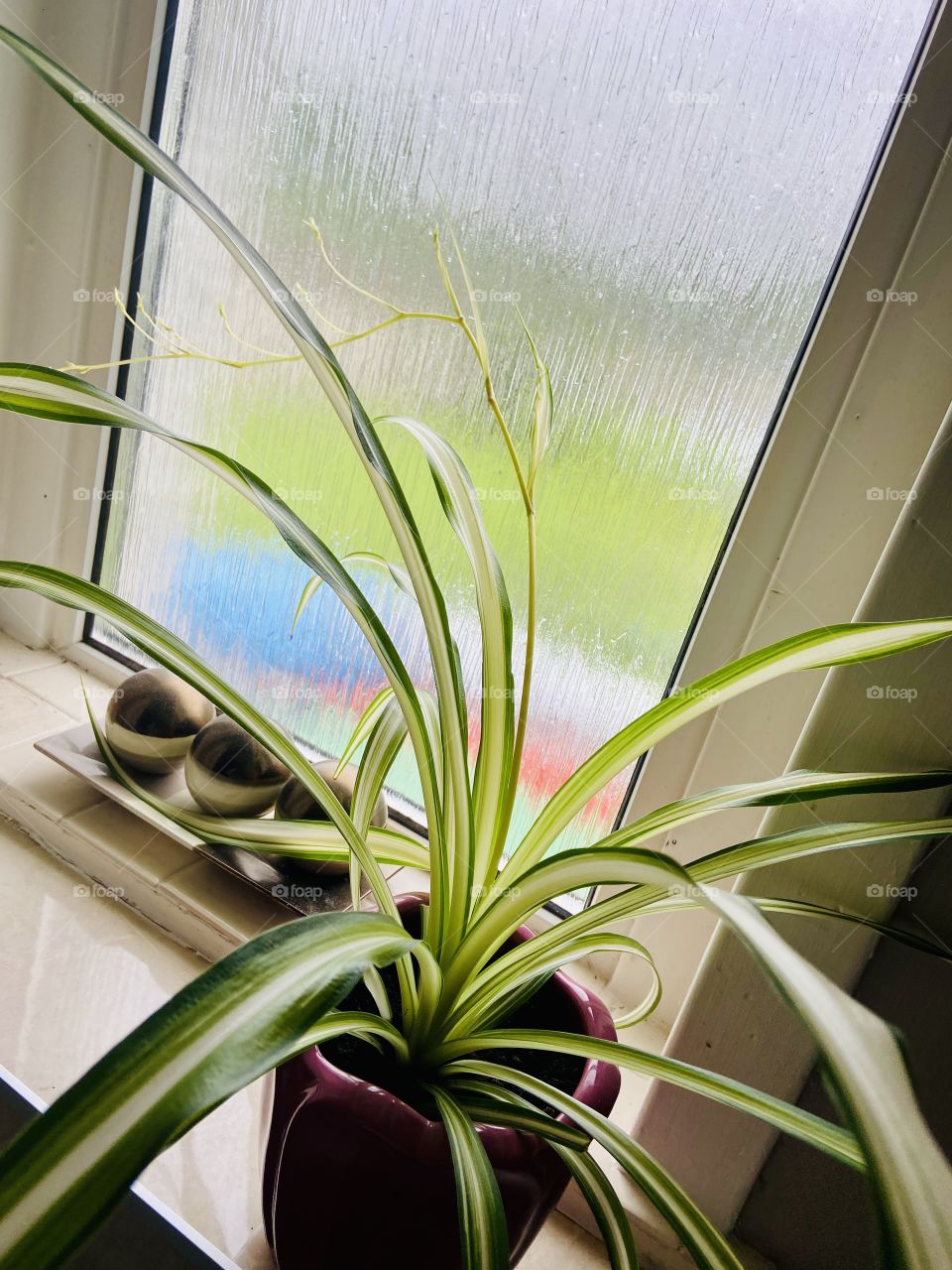 Spider plant 🪴