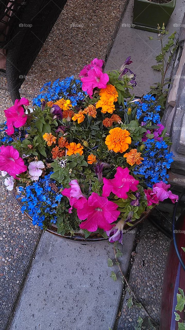 Potted flowers. Working in the front yard