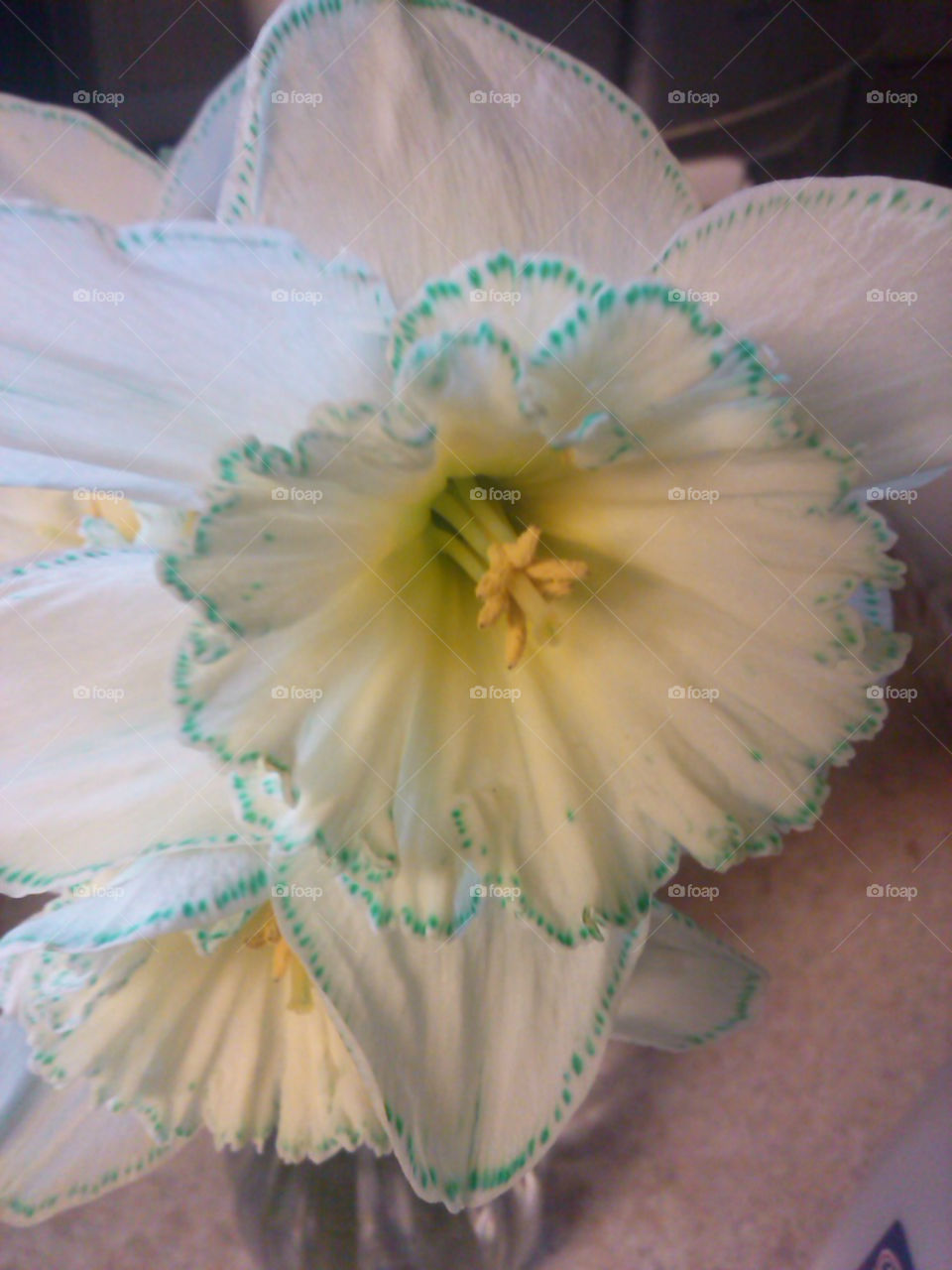 daffodil infused with dye
