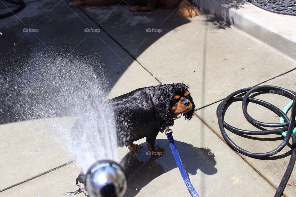 Little Dog Bath