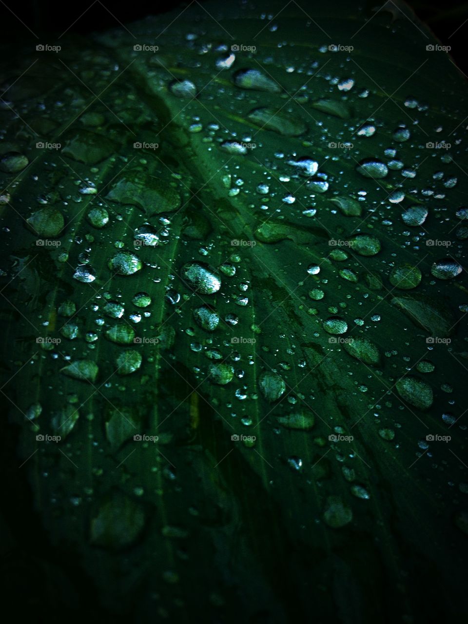 Green drops