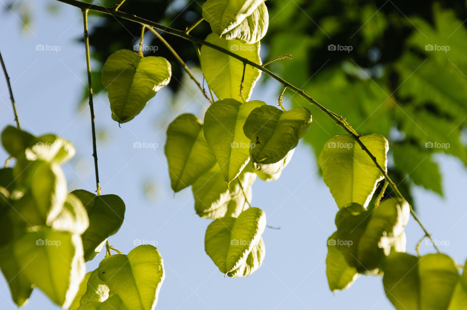 Green hanging plant