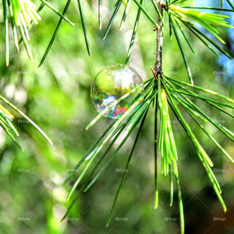 bubble nature