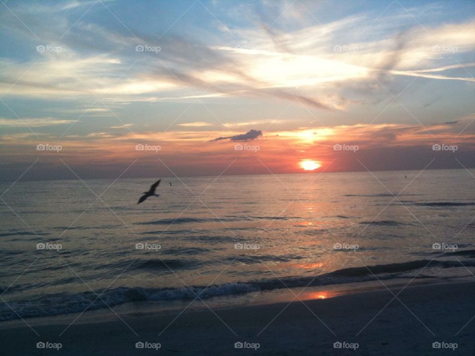 Seagull Sunset