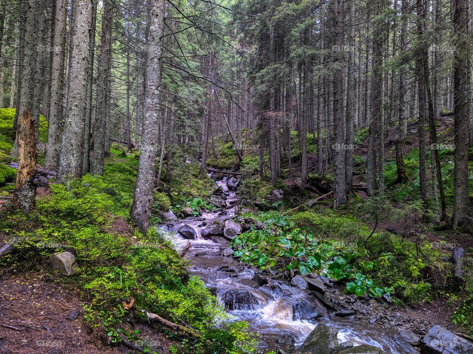 Forest stream.