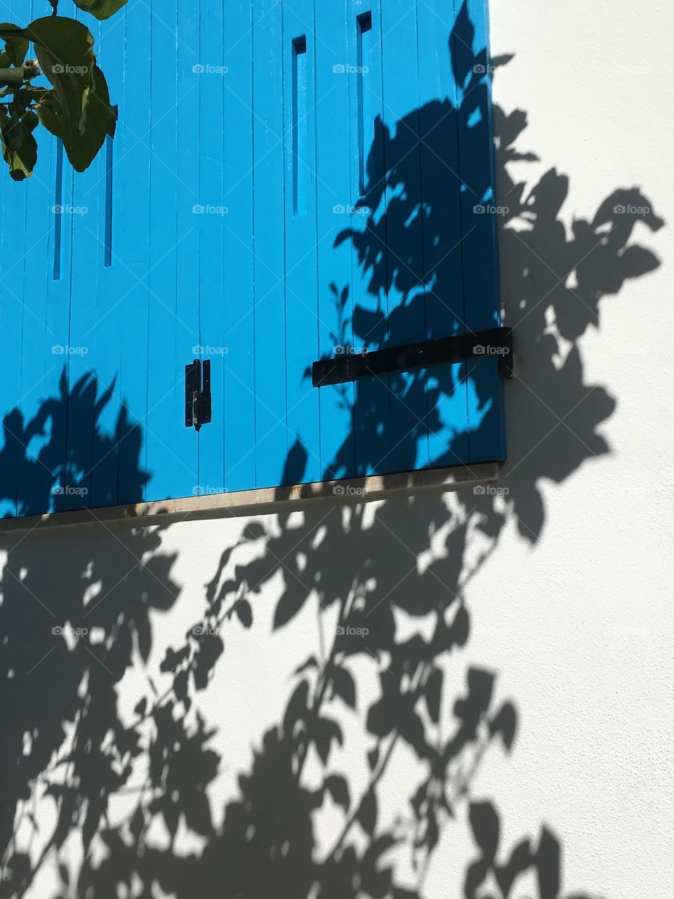 Flower shadow on italian beautiful architecture 