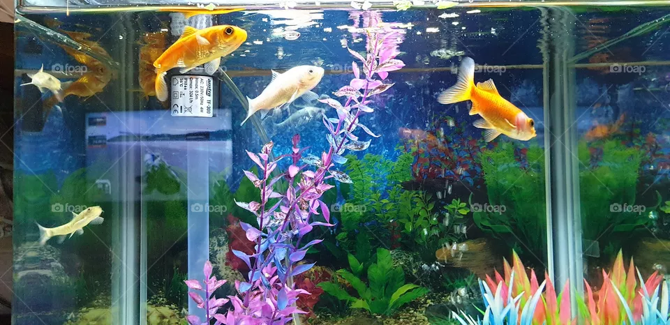 aquarium