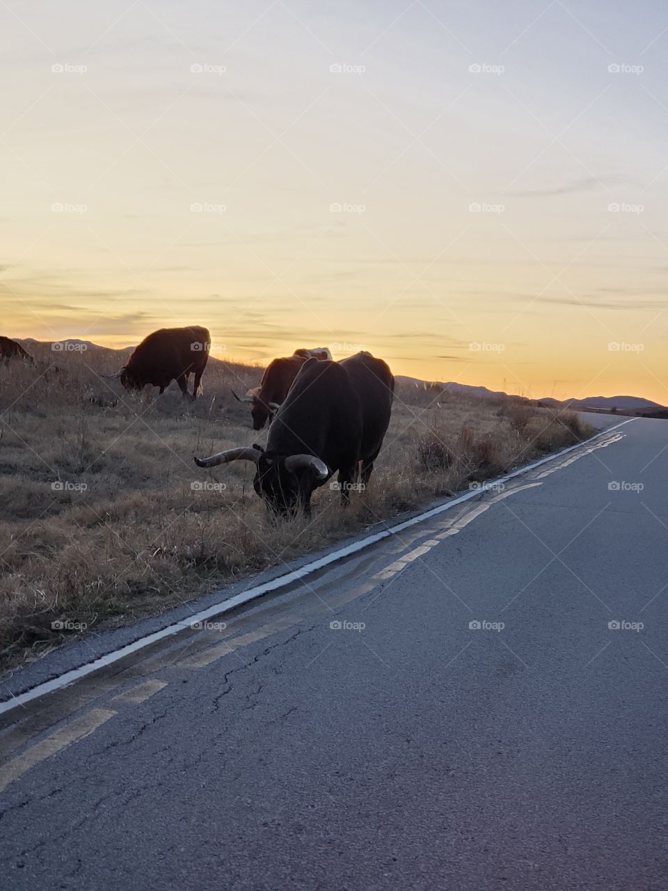 Long Horn at Sunset