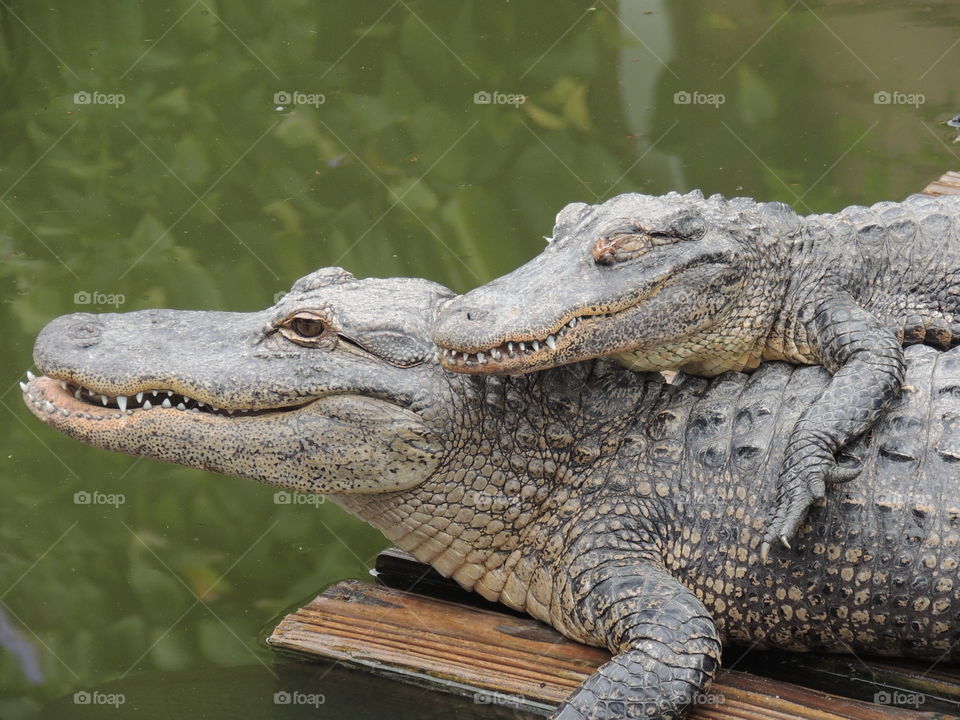 Thanks for being a friend . A couple of gators relaxing together 