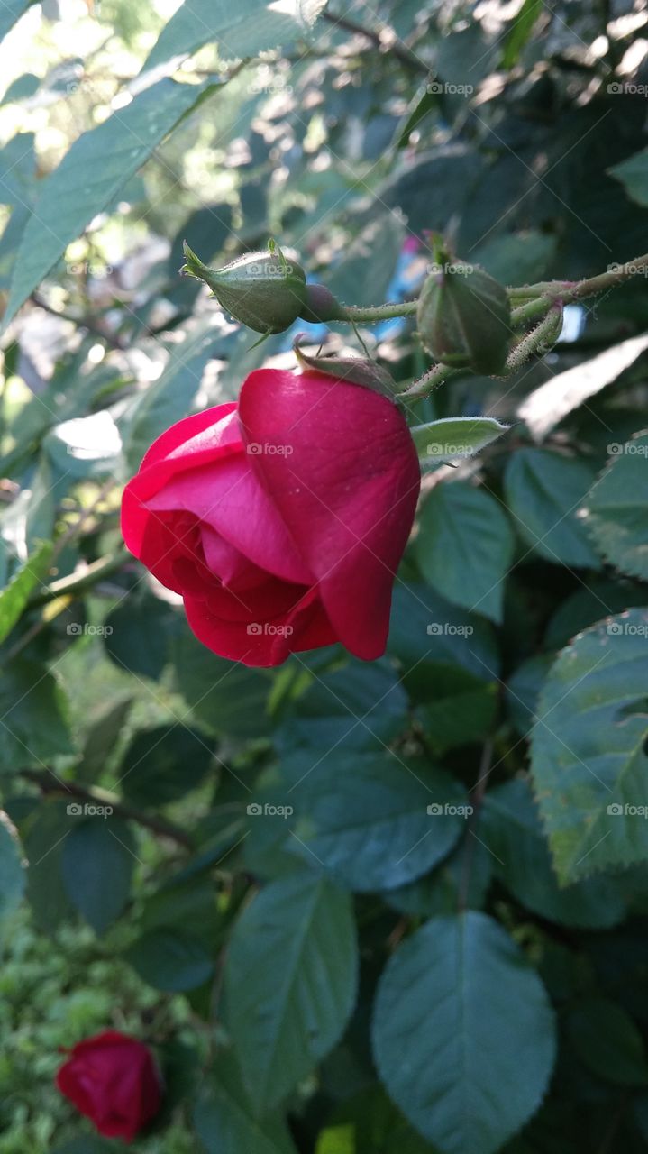blooming rose