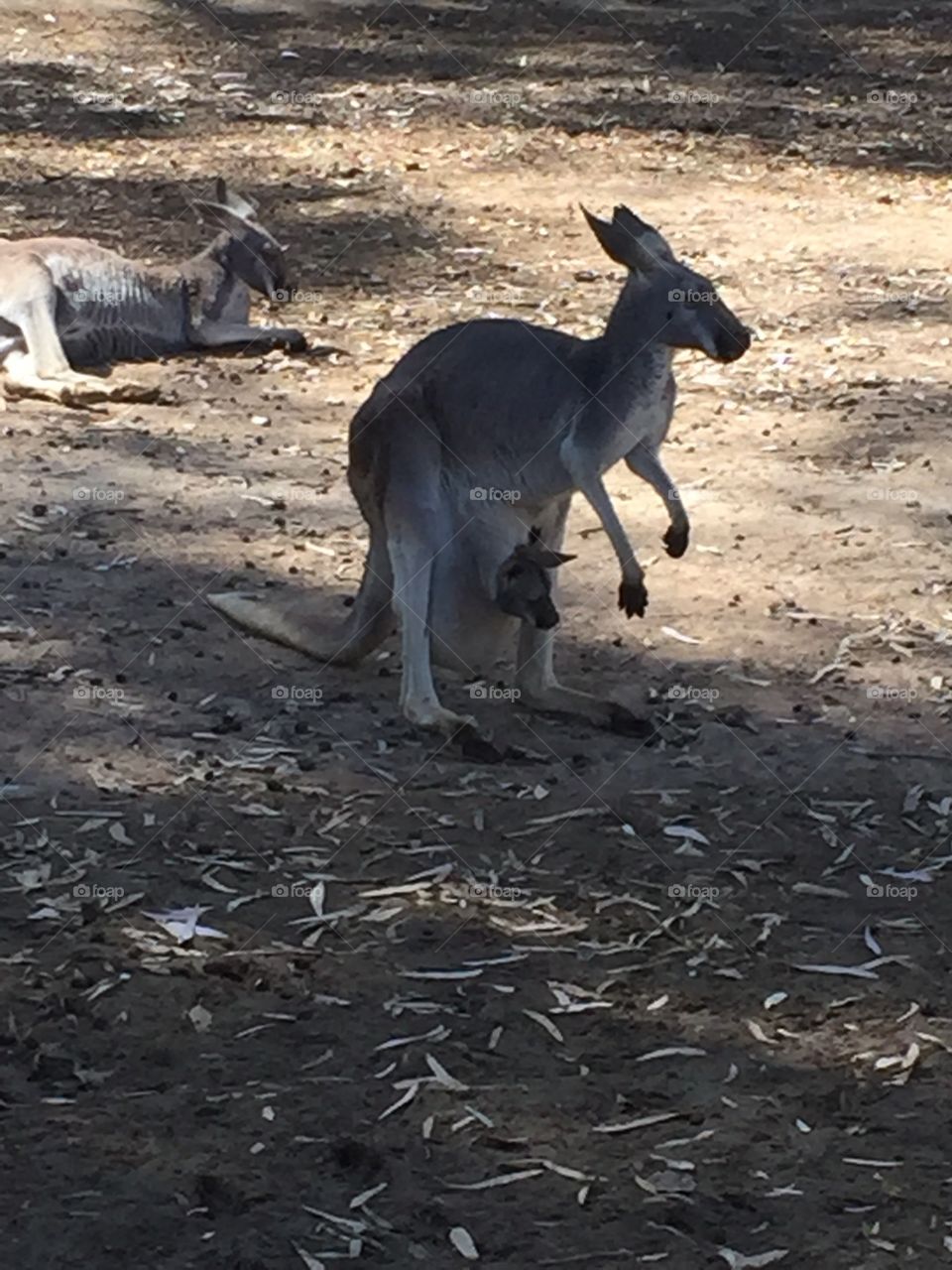 A kangaroo we came across with the cutest baby