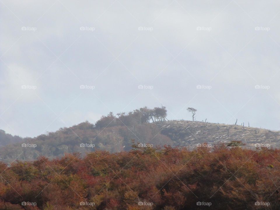 A forest of autumn trees and a hill with a  solitary tree.