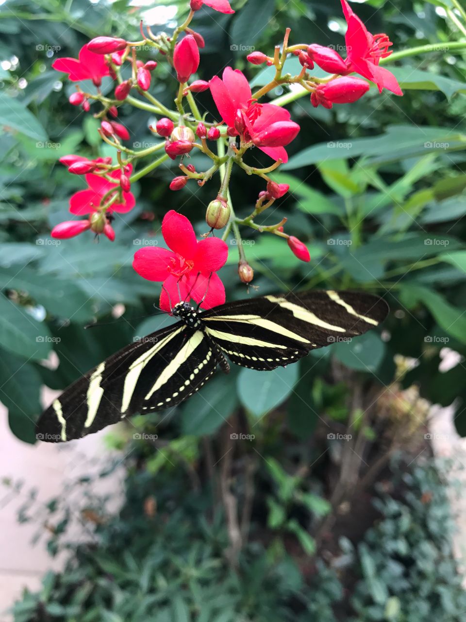 Butterfly with stripes