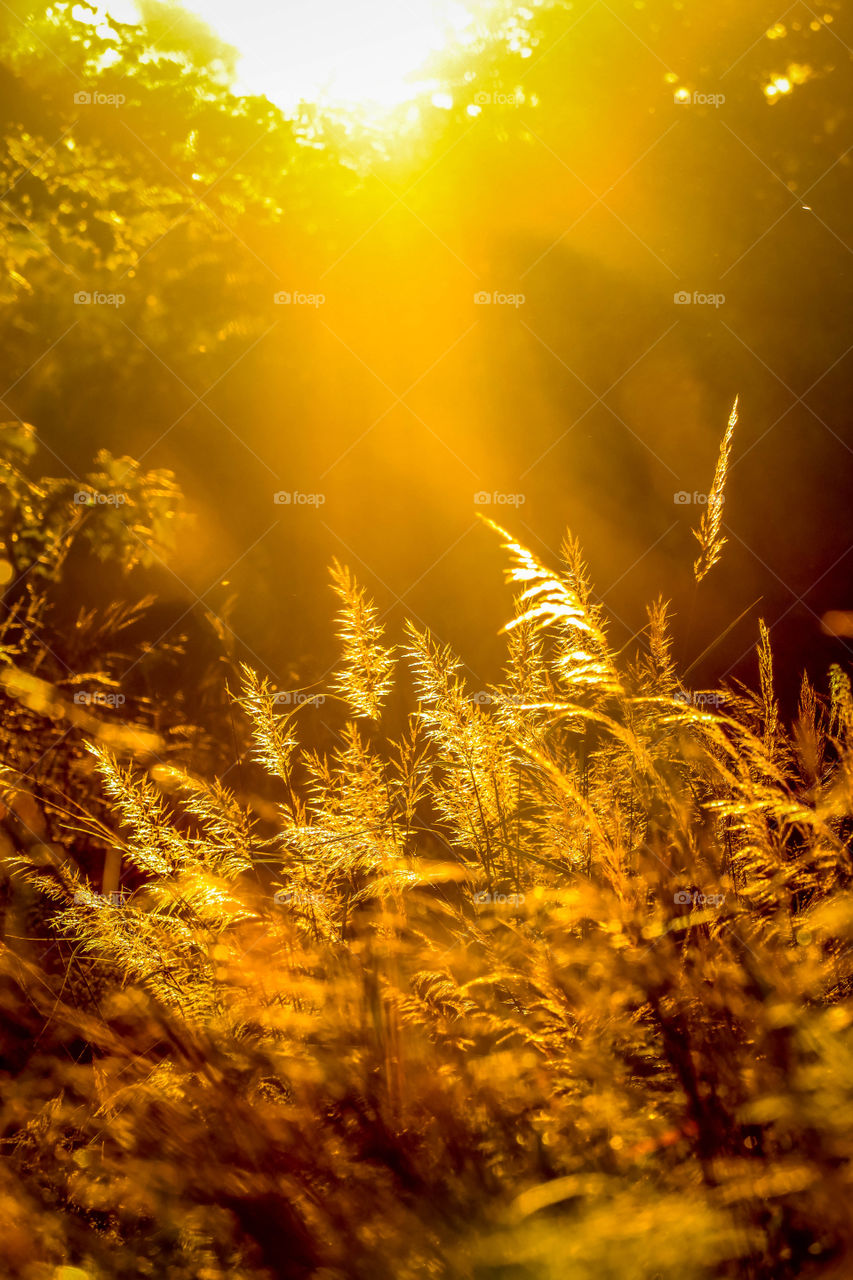 Golden sunlight