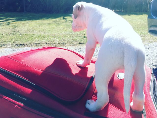 Dog looking