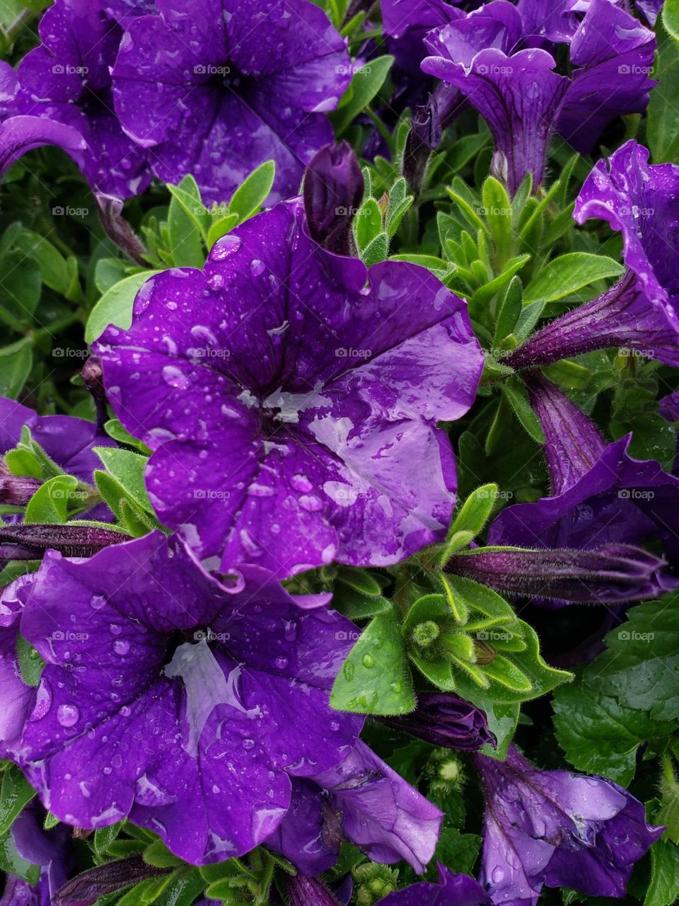 Beautiful purple flowers getting rained on