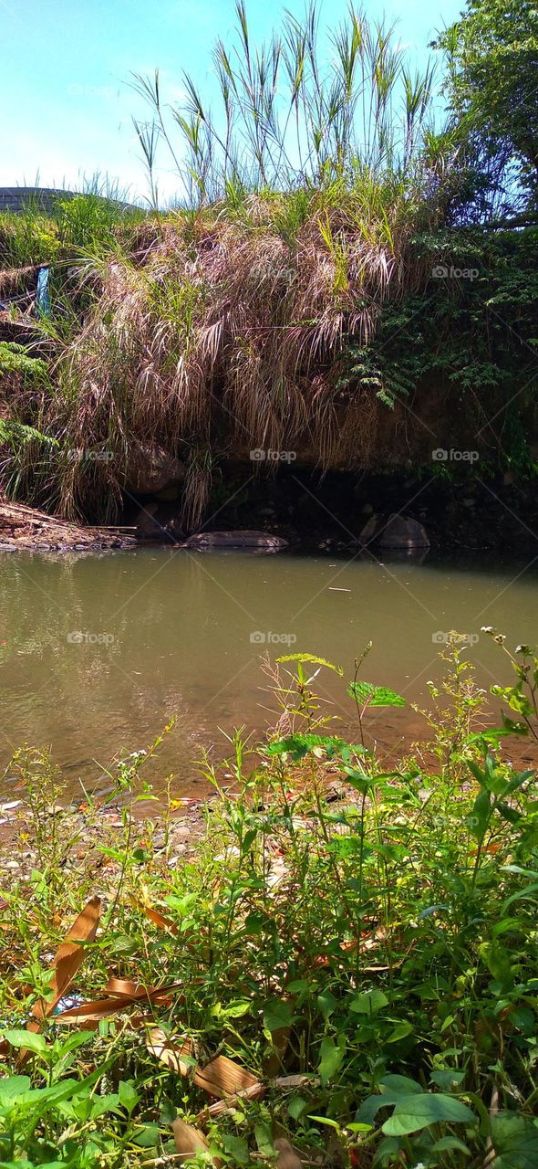 Natural pond on the edge of the forest draws attention to its beauty