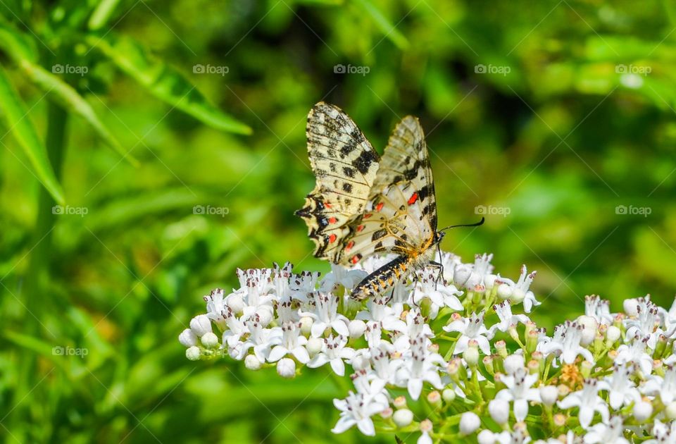 The beauty of spring