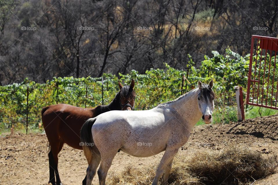 Horses in the countryside 