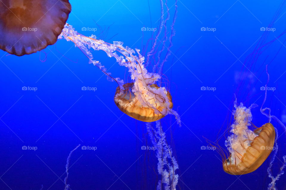 Underwater, Jellyfish, Aquarium, Fish, Diving