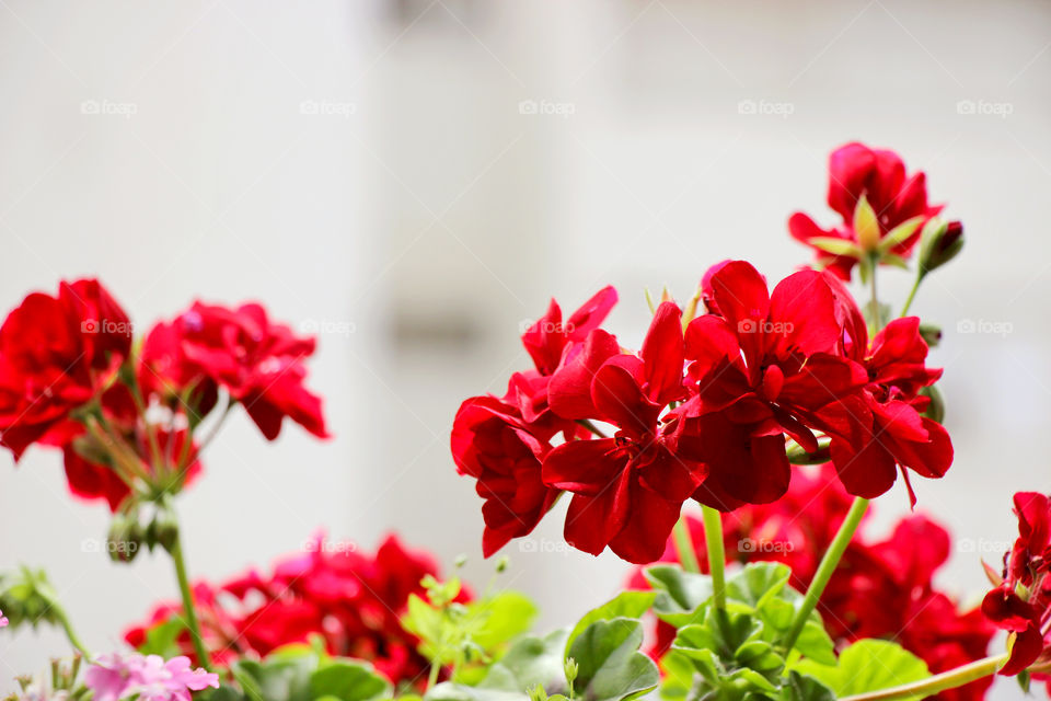 Flowers on a balcony