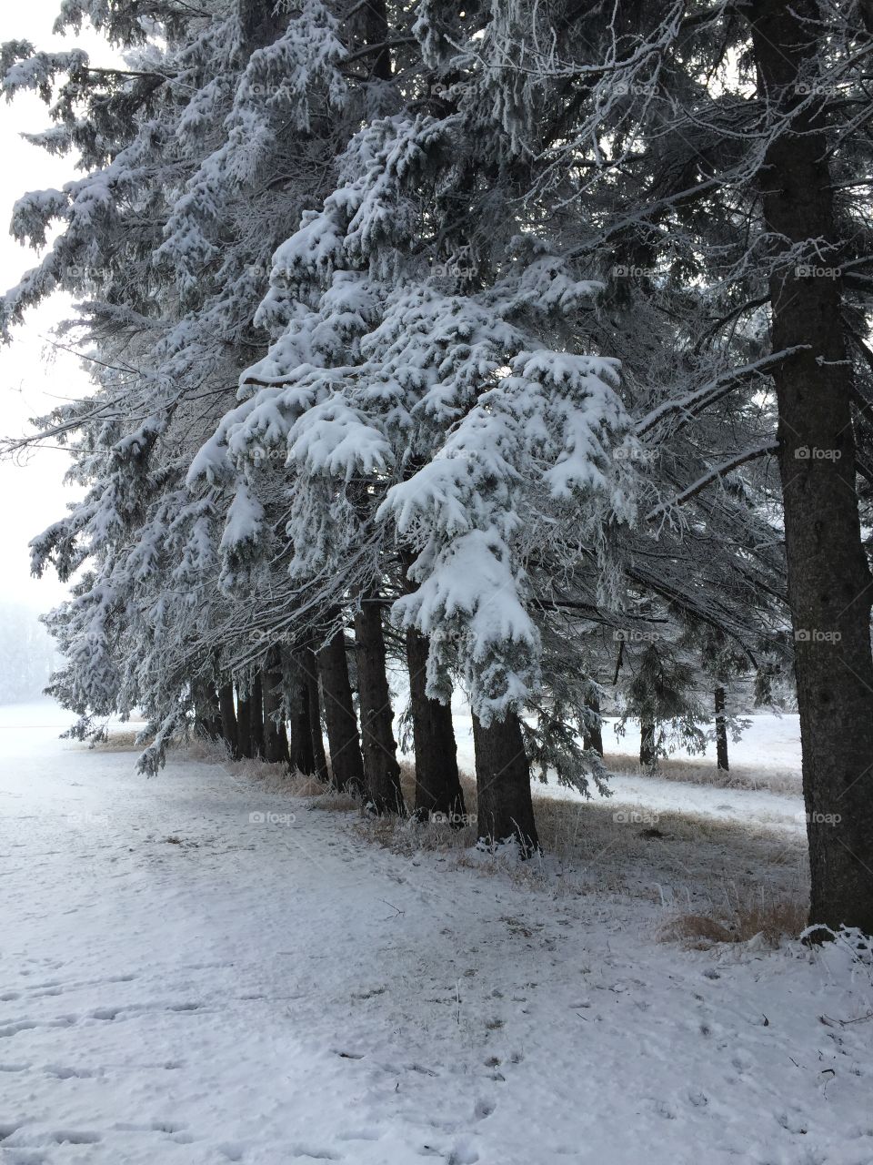 Snow, Winter, Frost, Tree, Cold