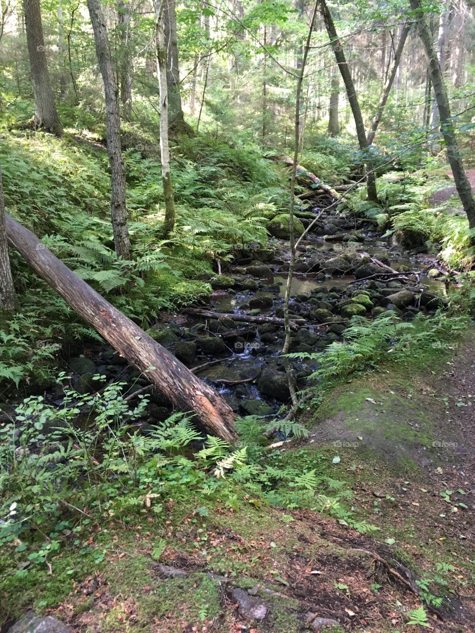 Getåravinen Nature Reserve, Kolmarden, Sweden