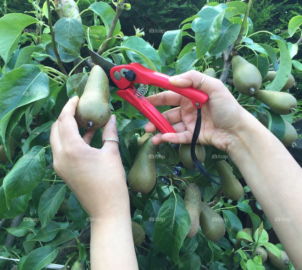 Homegrown pears 