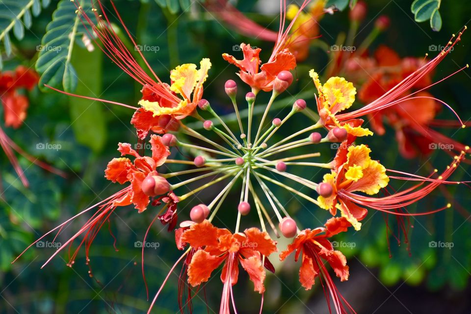 The gorgeous royal poinciana, also known as the "flame tree"