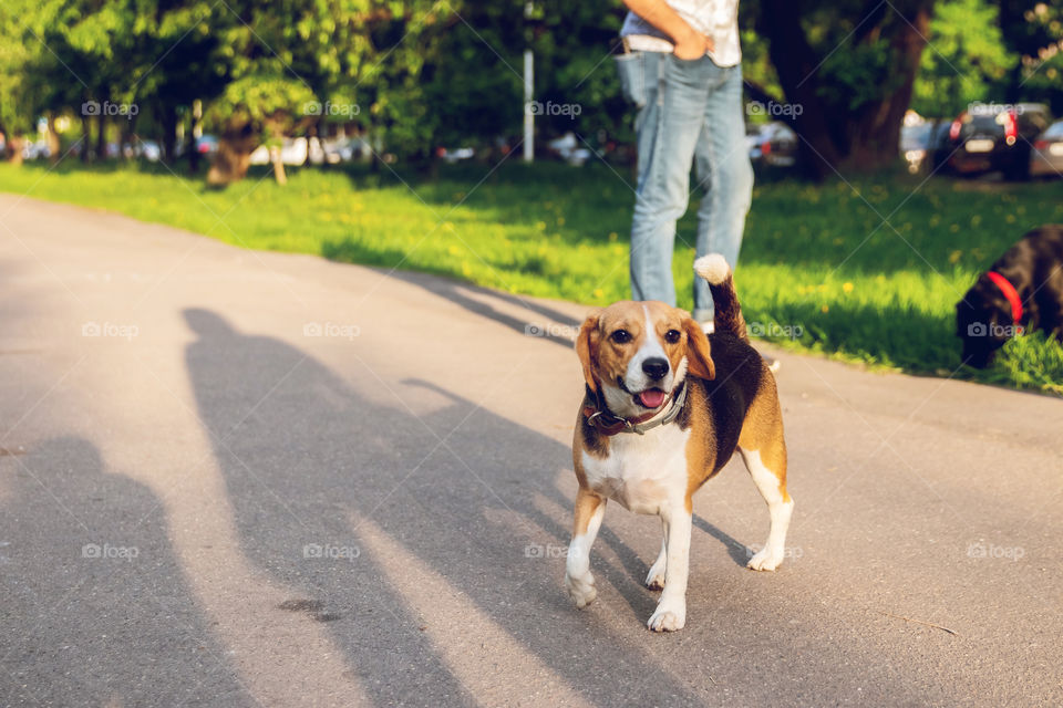 Dog on a walk in the park