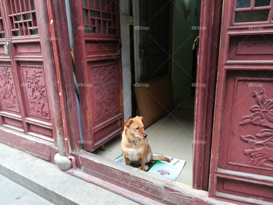 Chinese dog