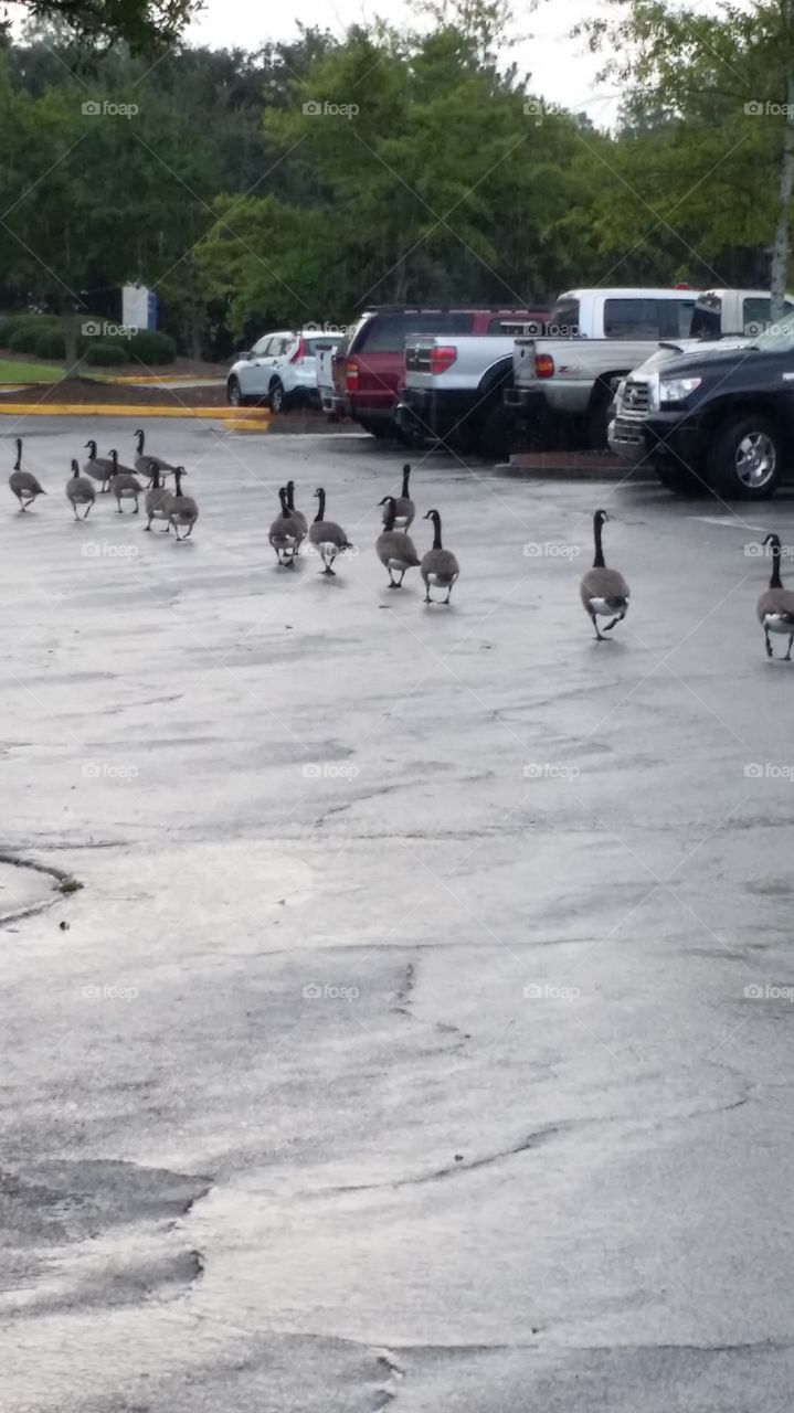 Goose parade