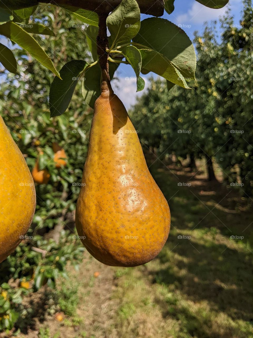 pear in an orchard ready to harvest