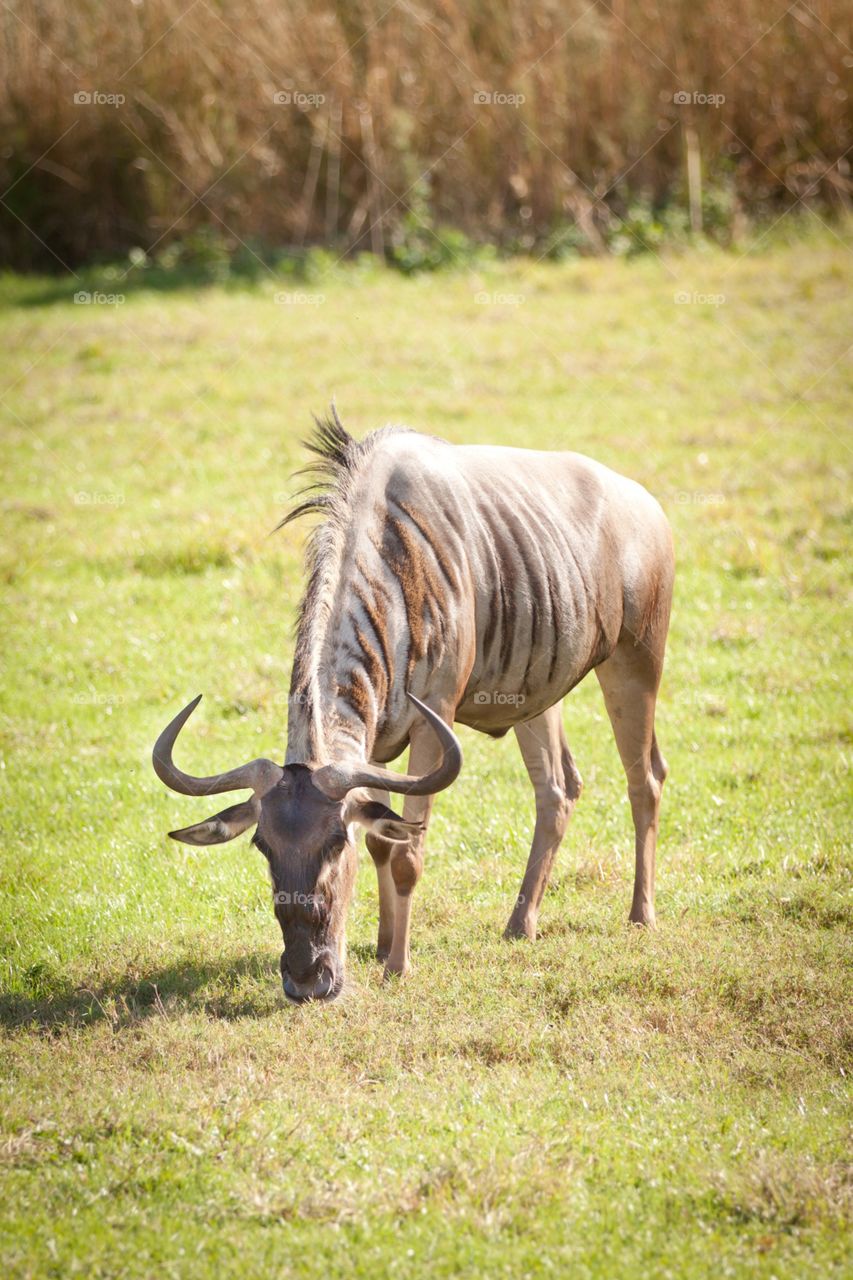 Wildebeest 