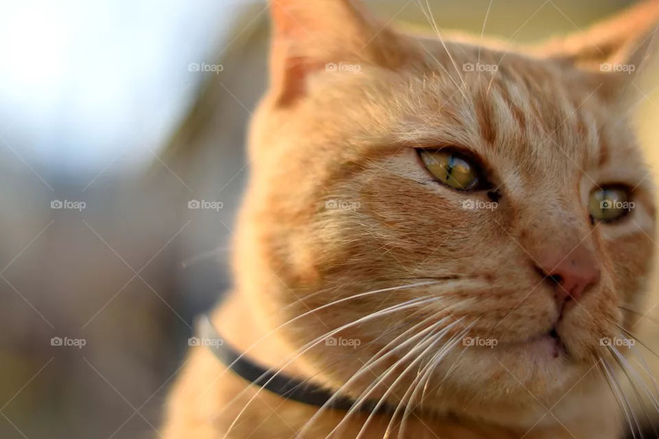 leo