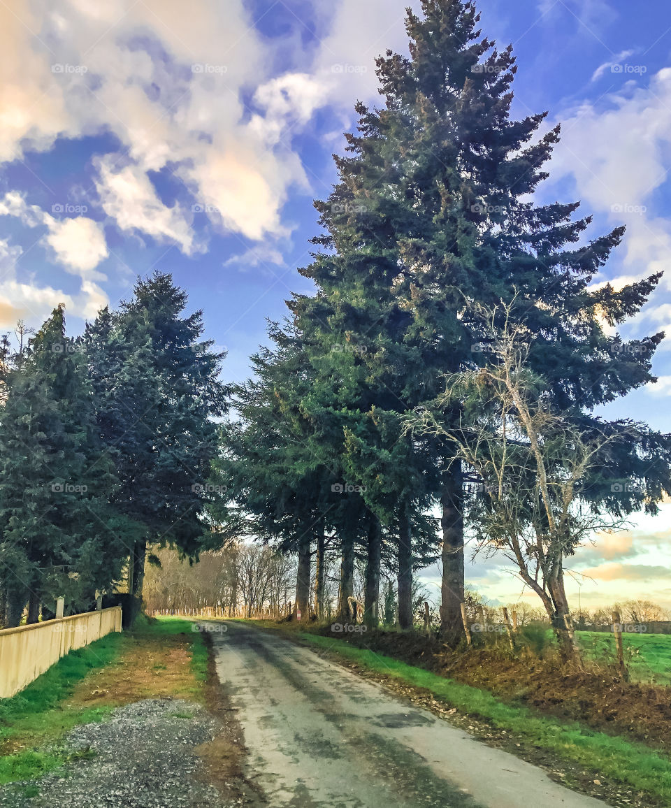 A conifer tree lined road on a bright, crisp winter’s day in rural France 